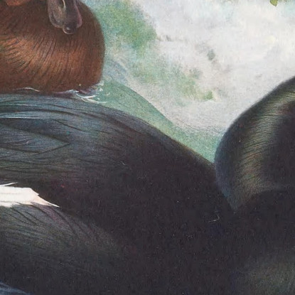 Orco Marino Vellutato Archibald Thorburn ath107 quadro stampato su tela