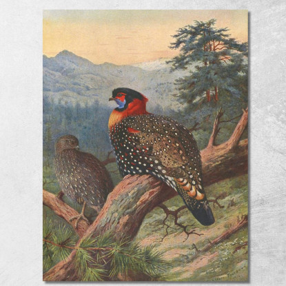 Tragopano Occidentale Archibald Thorburn ath109 quadro stampato su tela