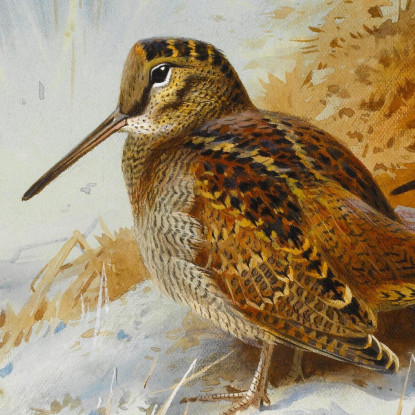 Beccaccia In Inverno Archibald Thorburn ath112 quadro stampato su tela