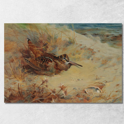 Beccaccia Rifugiata Nelle Dune Di Sabbia Archibald Thorburn ath114 quadro stampato su tela
