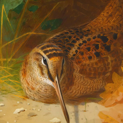 Beccaccia Archibald Thorburn ath115 quadro stampato su tela