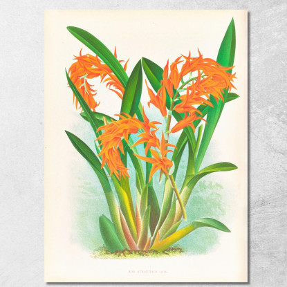 Illustrazioni Botaniche Ada Aurantiaca Jean Jules Linden jjl1 quadro stampato su tela