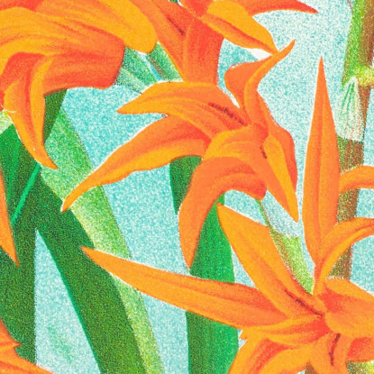 Illustrazioni Botaniche Ada Aurantiaca Jean Jules Linden jjl1 quadro stampato su tela