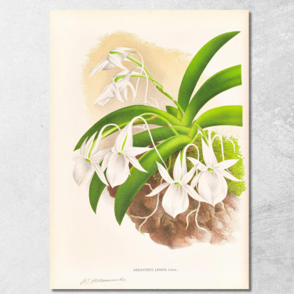 Illustrazioni Botaniche Aeranthus Leonis Jean Jules Linden jjl2 quadro stampato su tela