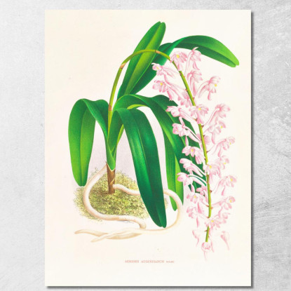 Illustrazioni Botaniche Aerides Augustianum Jean Jules Linden jjl3 quadro stampato su tela