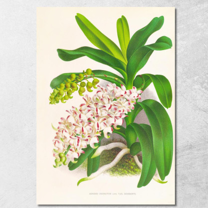 Illustrazioni Botaniche Aerides Odoratum Jean Jules Linden jjl5 quadro stampato su tela