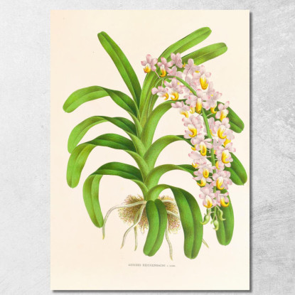 Illustrazioni Botaniche Aerides Reichenbach Jean Jules Linden jjl6 quadro stampato su tela