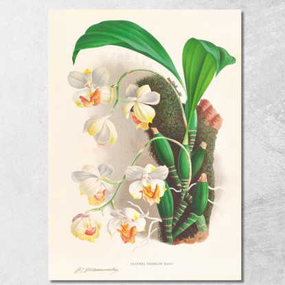 Illustrazioni Botaniche Aganisia Tricolor Jean Jules Linden jjl7 quadro stampato su tela