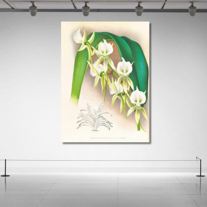 Illustrazioni Botaniche Angraecum Eburneum Var Superbum Jean Jules Linden jjl9 quadro stampato su tela