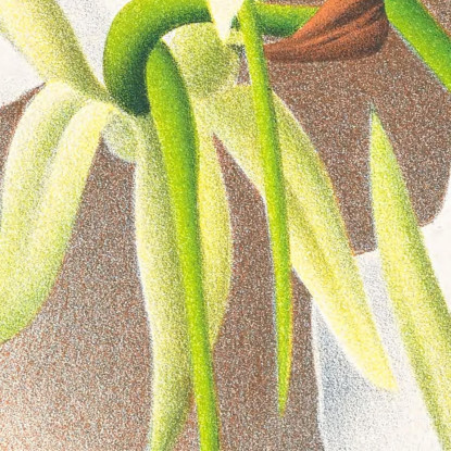 Illustrazioni Botaniche Angraecum Eburneum Var Superbum Jean Jules Linden jjl9 quadro stampato su tela