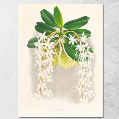 Illustrazioni Botaniche Angraecum Ellisi Jean Jules Linden jjl10 quadro stampato su tela