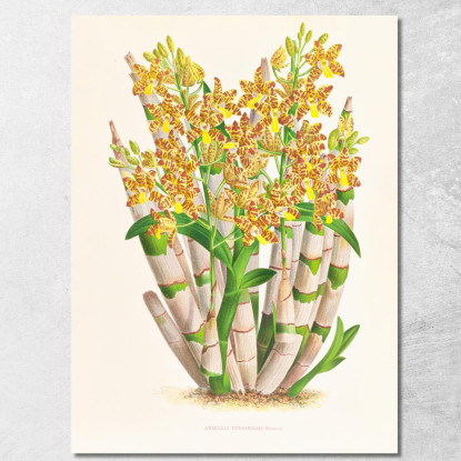 Illustrazioni Botaniche Ansellia Congoensis Jean Jules Linden jjl12 quadro stampato su tela
