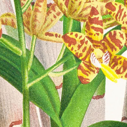 Illustrazioni Botaniche Ansellia Congoensis Jean Jules Linden jjl12 quadro stampato su tela