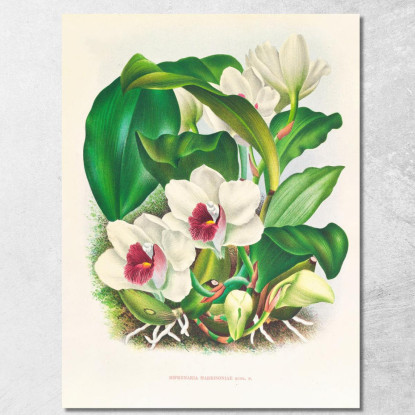 Illustrazioni Botaniche Bifrenaria Harrisoniae Jean Jules Linden jjl13 quadro stampato su tela