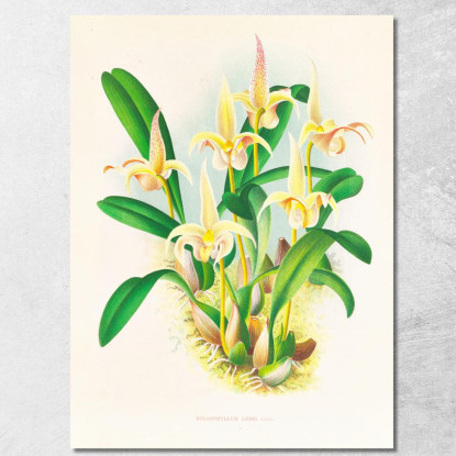 Illustrazioni Botaniche Bolbophyllum Lobbi Jean Jules Linden jjl14 quadro stampato su tela