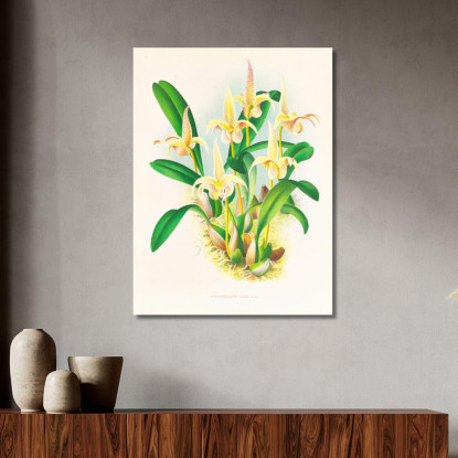 Illustrazioni Botaniche Bolbophyllum Lobbi Jean Jules Linden jjl14 quadro stampato su tela