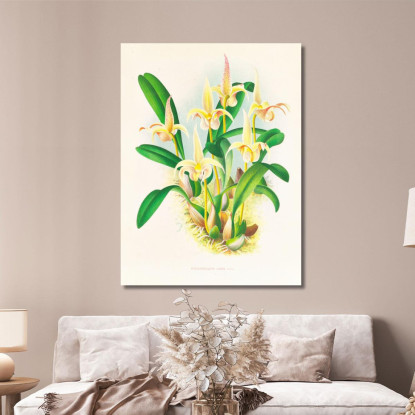 Illustrazioni Botaniche Bolbophyllum Lobbi Jean Jules Linden jjl14 quadro stampato su tela
