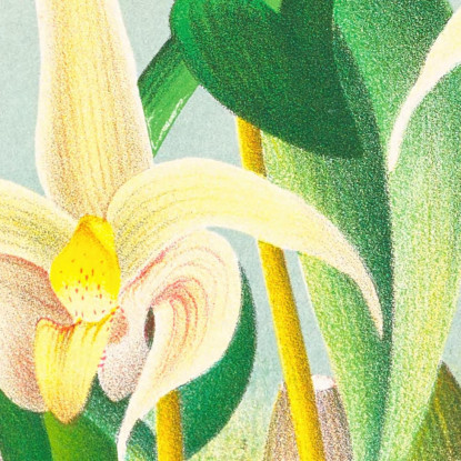 Illustrazioni Botaniche Bolbophyllum Lobbi Jean Jules Linden jjl14 quadro stampato su tela