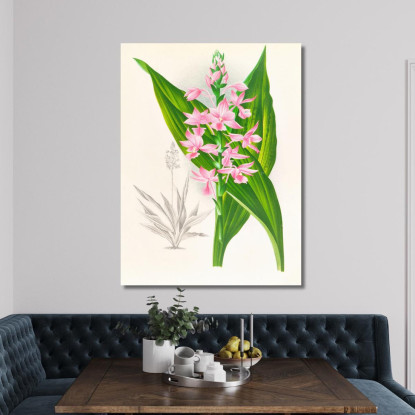 Illustrazioni Botaniche Calanthe Masuca Jean Jules Linden jjl17 quadro stampato su tela