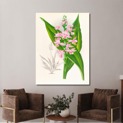 Illustrazioni Botaniche Calanthe Masuca Jean Jules Linden jjl17 quadro stampato su tela