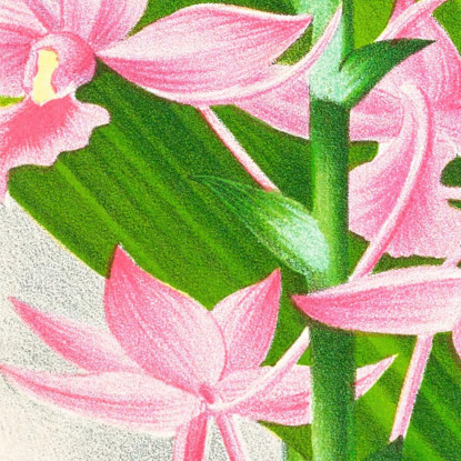 Illustrazioni Botaniche Calanthe Masuca Jean Jules Linden jjl17 quadro stampato su tela