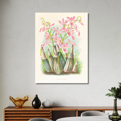 Illustrazioni Botaniche Calanthe Veitchi Jean Jules Linden jjl19 quadro stampato su tela