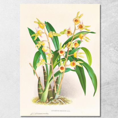 Illustrazioni Botaniche Catasetum Discolor Jean Jules Linden jjl21 quadro stampato su tela