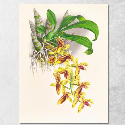 Illustrazioni Botaniche Catasetum Galeritum Jean Jules Linden jjl22 quadro stampato su tela
