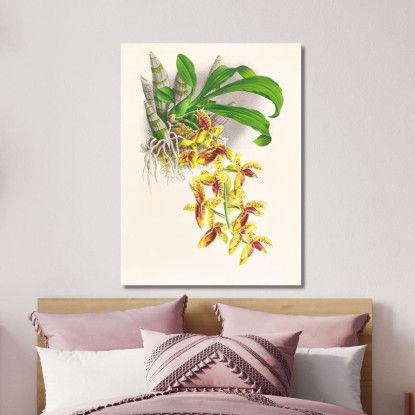 Illustrazioni Botaniche Catasetum Galeritum Jean Jules Linden jjl22 quadro stampato su tela