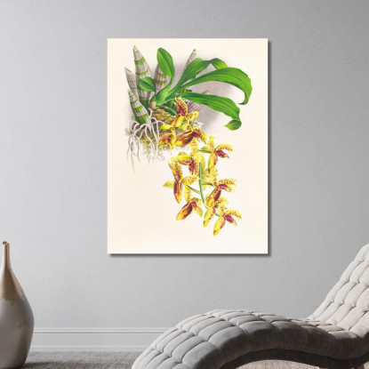 Illustrazioni Botaniche Catasetum Galeritum Jean Jules Linden jjl22 quadro stampato su tela