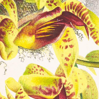 Illustrazioni Botaniche Catasetum Galeritum Jean Jules Linden jjl22 quadro stampato su tela