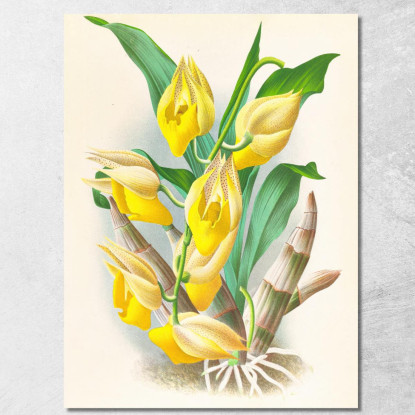 Illustrazioni Botaniche Catasetum Macrocarpum Jean Jules Linden jjl23 quadro stampato su tela