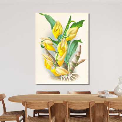 Illustrazioni Botaniche Catasetum Macrocarpum Jean Jules Linden jjl23 quadro stampato su tela