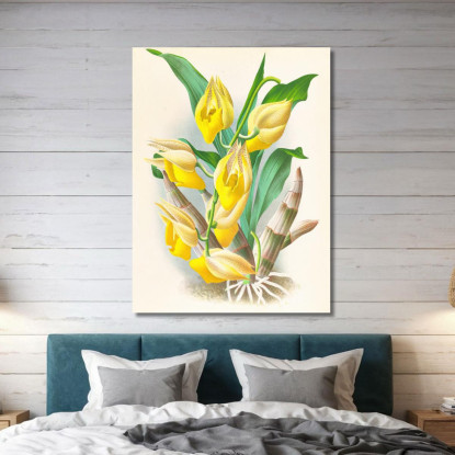 Illustrazioni Botaniche Catasetum Macrocarpum Jean Jules Linden jjl23 quadro stampato su tela
