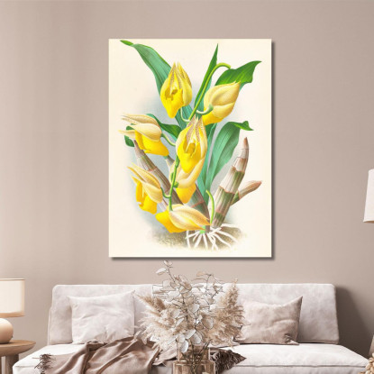 Illustrazioni Botaniche Catasetum Macrocarpum Jean Jules Linden jjl23 quadro stampato su tela