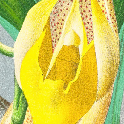 Illustrazioni Botaniche Catasetum Macrocarpum Jean Jules Linden jjl23 quadro stampato su tela