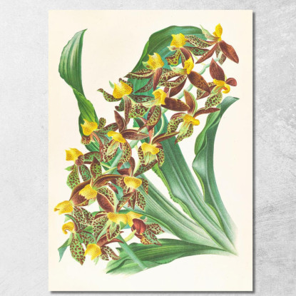 Illustrazioni Botaniche Catasetum Rodigasianum Jean Jules Linden jjl24 quadro stampato su tela