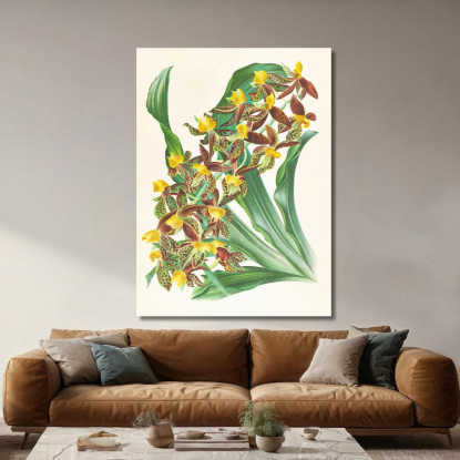 Illustrazioni Botaniche Catasetum Rodigasianum Jean Jules Linden jjl24 quadro stampato su tela