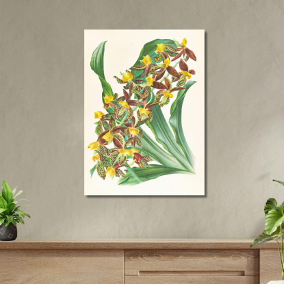 Illustrazioni Botaniche Catasetum Rodigasianum Jean Jules Linden jjl24 quadro stampato su tela