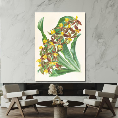 Illustrazioni Botaniche Catasetum Rodigasianum Jean Jules Linden jjl24 quadro stampato su tela