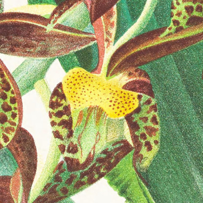 Illustrazioni Botaniche Catasetum Rodigasianum Jean Jules Linden jjl24 quadro stampato su tela