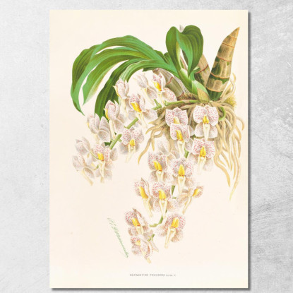 Illustrazioni Botaniche Catasetum Tigrinum Jean Jules Linden jjl25 quadro stampato su tela