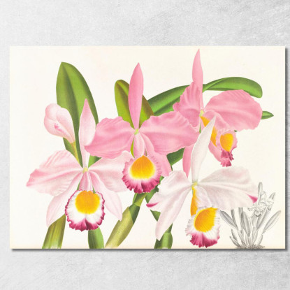 Illustrazioni Botaniche Cattleya Eldorado Jean Jules Linden jjl27 quadro stampato su tela