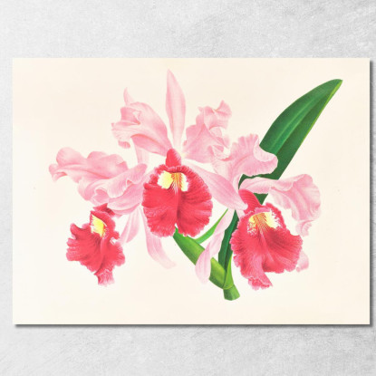 Illustrazioni Botaniche Cattleya Gigas Jean Jules Linden jjl28 quadro stampato su tela