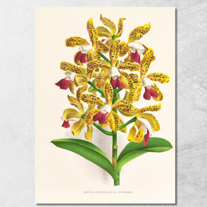 Illustrazioni Botaniche Cattleya Guttata Jean Jules Linden jjl29 quadro stampato su tela