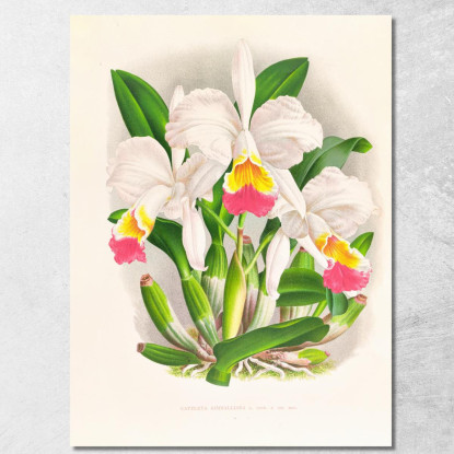Illustrazioni Botaniche Cattleya Kimballiana Jean Jules Linden jjl30 quadro stampato su tela