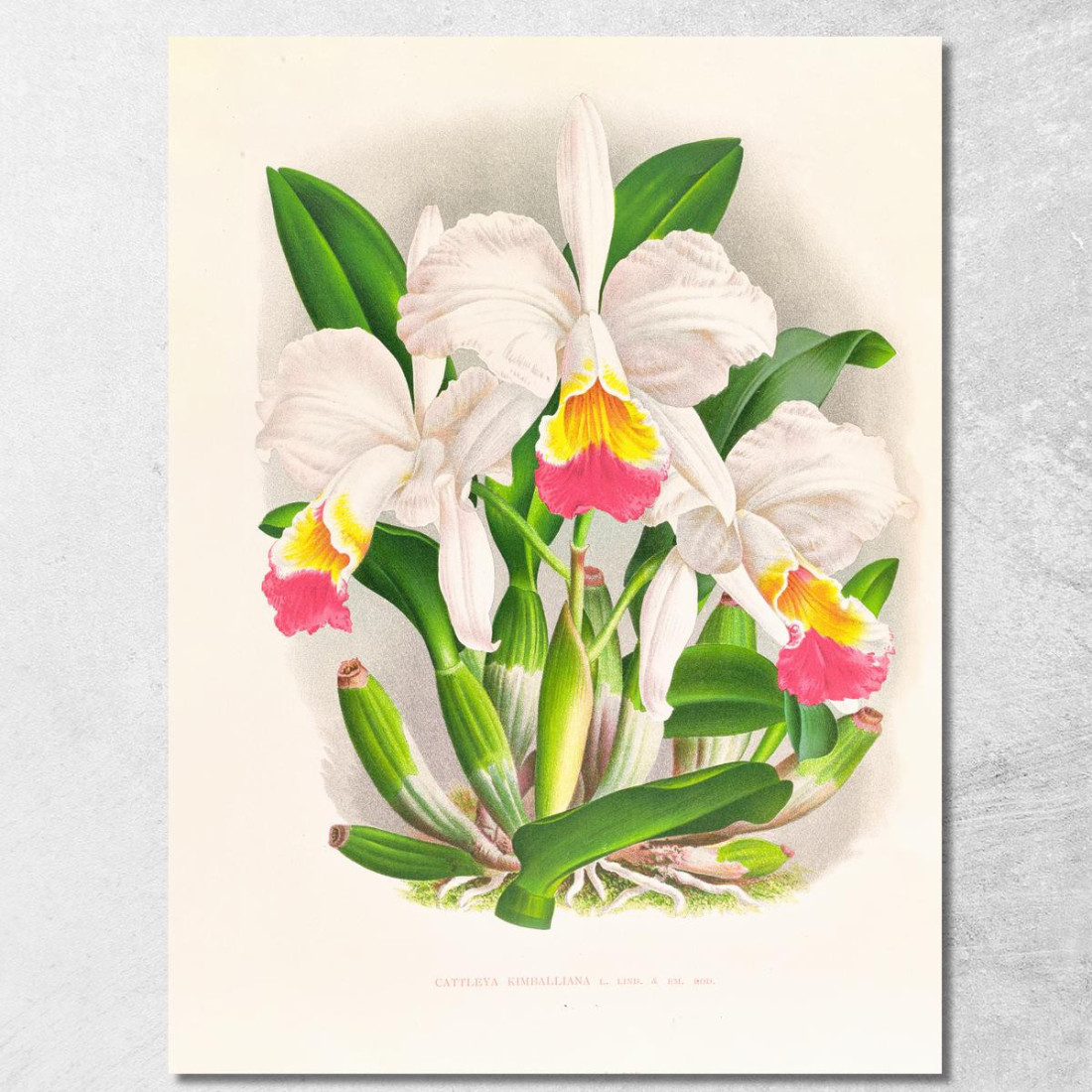 Illustrazioni Botaniche Cattleya Kimballiana Jean Jules Linden jjl30 quadro stampato su tela