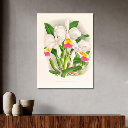 Illustrazioni Botaniche Cattleya Kimballiana Jean Jules Linden jjl30 quadro stampato su tela