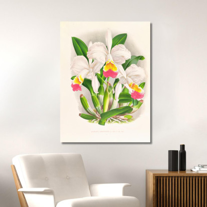 Illustrazioni Botaniche Cattleya Kimballiana Jean Jules Linden jjl30 quadro stampato su tela
