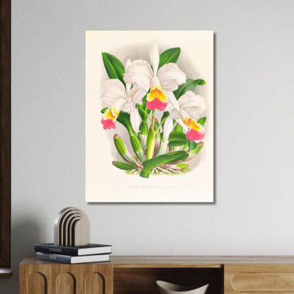 Illustrazioni Botaniche Cattleya Kimballiana Jean Jules Linden jjl30 quadro stampato su tela